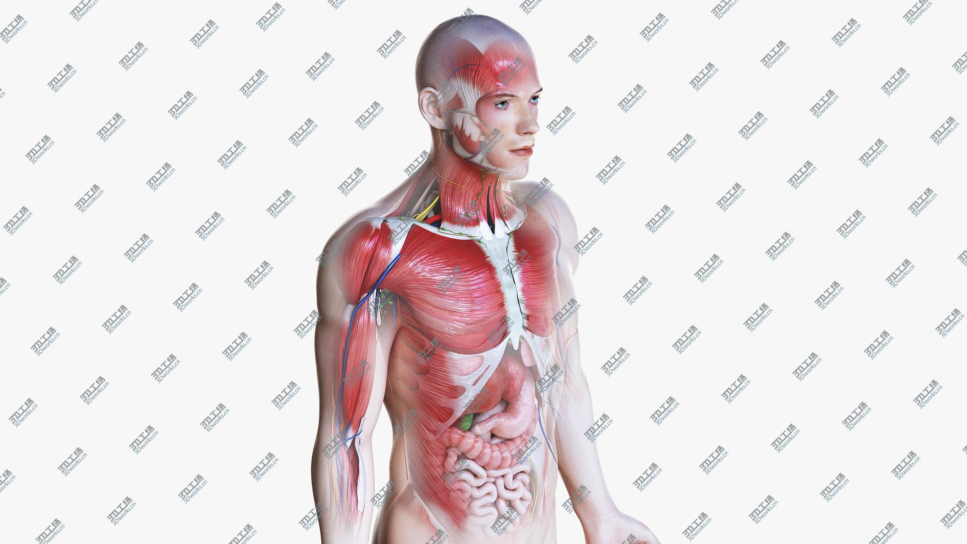 images/goods_img/2021040161/3D Full Male Anatomy Simplified/1.jpg